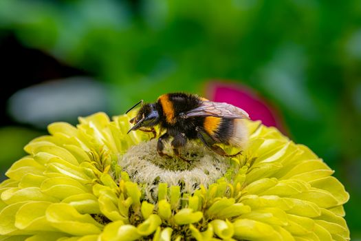 Macro shot of a bumblebee collecting pollen on a bright yellow zinnia in a garden setting.