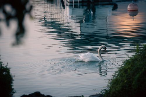 Free A graceful swan swims in calm waters framed by greenery at sunset, creating a peaceful scene. Stock Photo