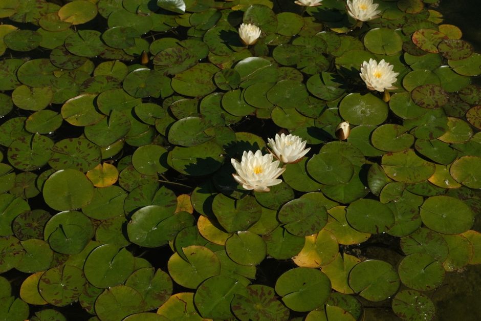Nénuphar blanc