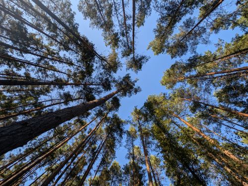 Free Upward view of a dense pine forest canopy against a bright blue sky. Stock Photo