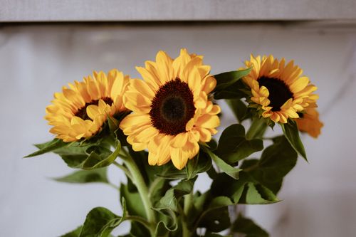 Free A beautiful bouquet of sunflowers with lush green leaves indoors. Stock Photo