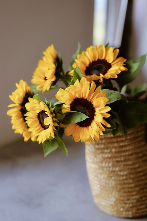 Free Bright sunflowers arranged in a rustic wicker basket against a soft backdrop. Stock Photo