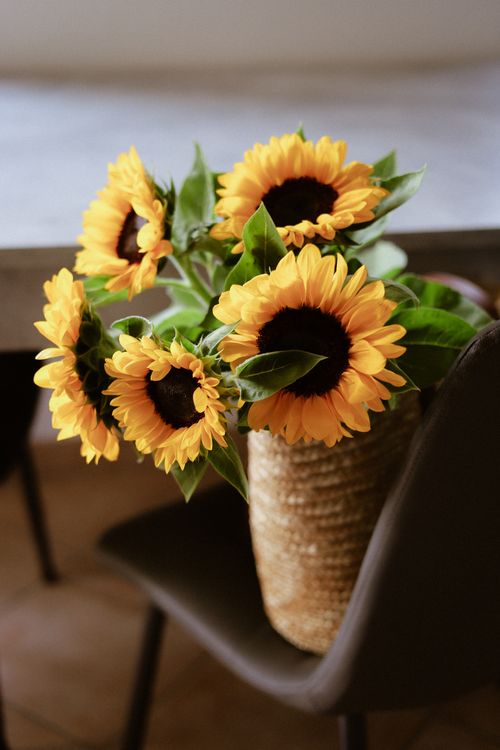 Free Bright yellow sunflowers in a woven basket vase indoors. Stock Photo