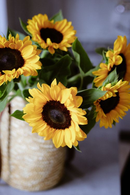 Free Bright sunflowers in a textured vase bring warmth and cheer indoors. Stock Photo