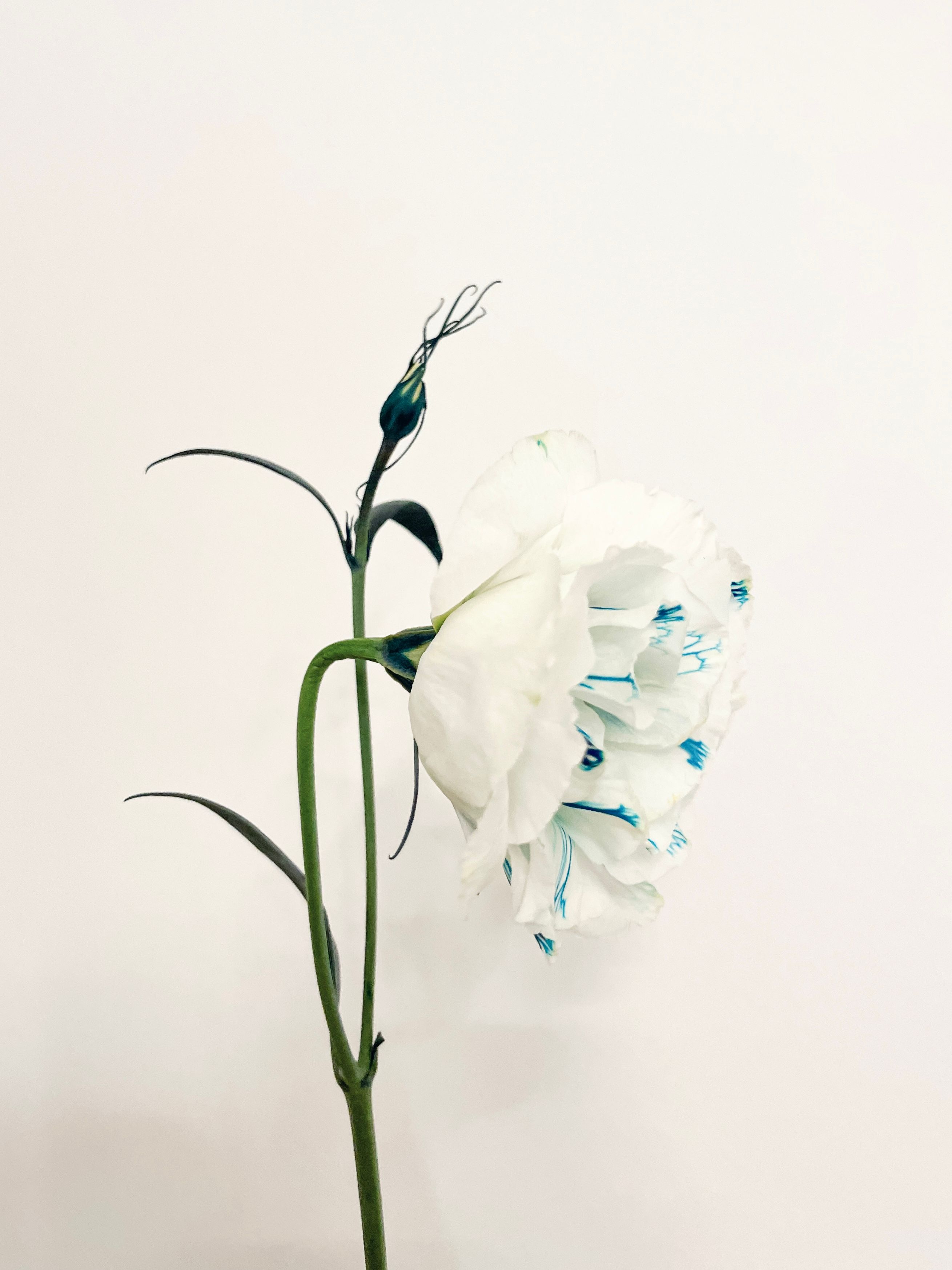 Fotomural Fotografía minimalista de un clavel blanco con acentos azules sobre un fondo blanco limpio.