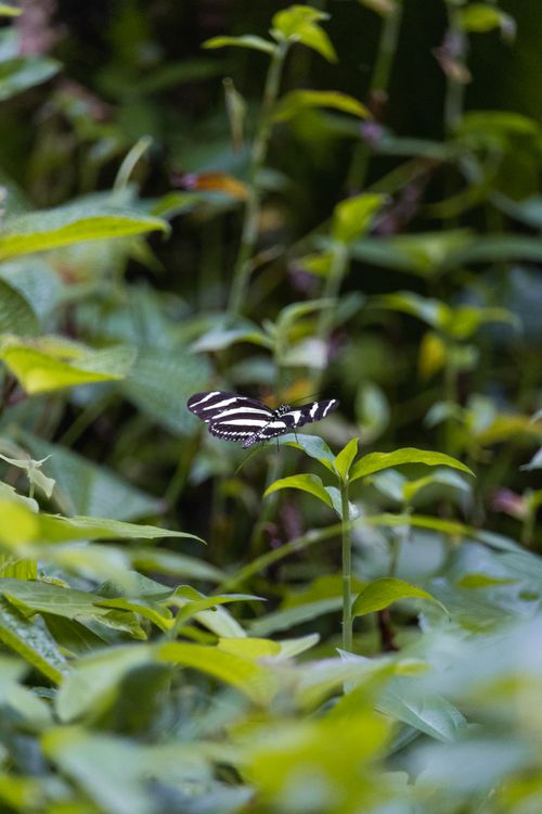 Free A zebra butterfly gracefully rests on vibrant green foliage, showcasing its striking striped pattern. Stock Photo