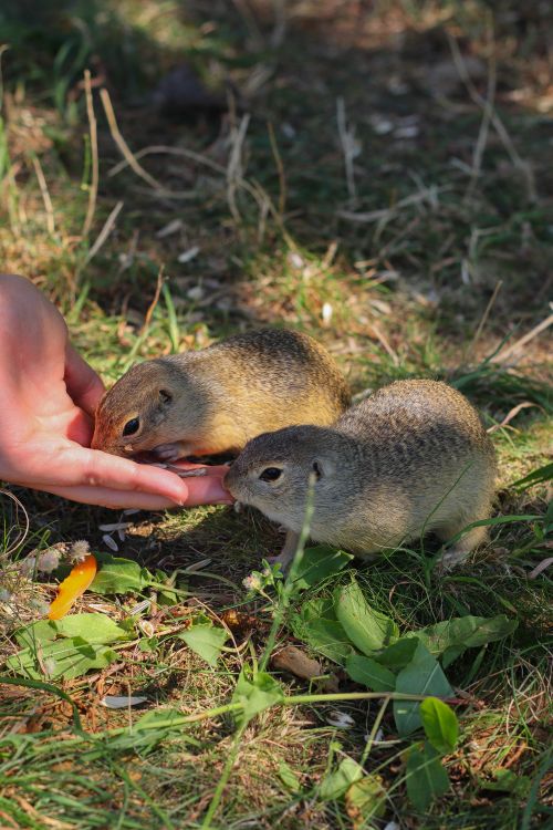 Free Two ground squirrels feeding from a person's hand on sunny grass. Stock Photo