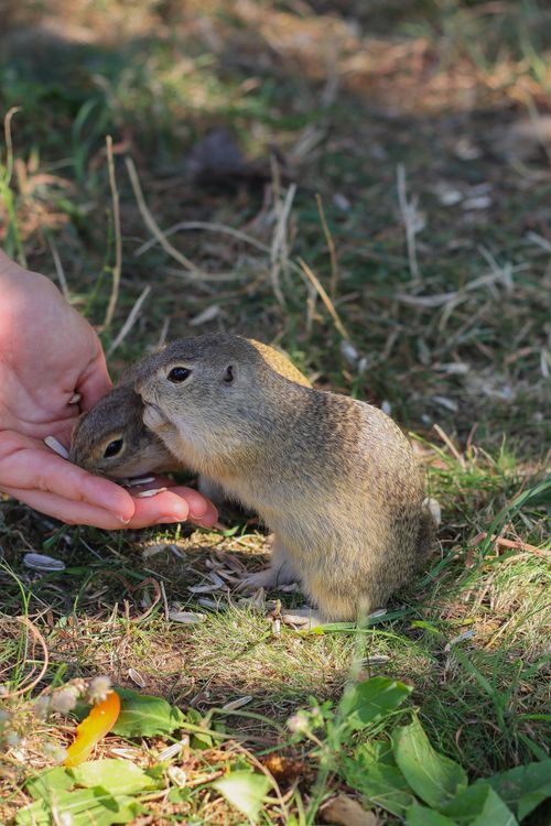 Free A pair of ground squirrels eating seeds from a person's hand in a natural setting. Stock Photo