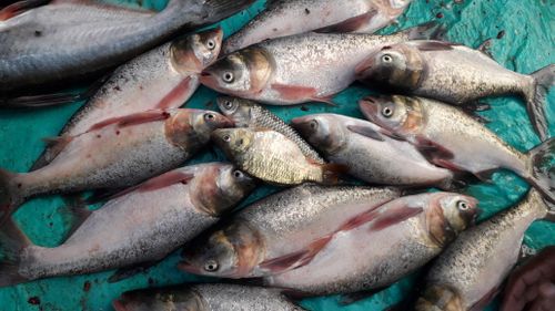 Free stock photo of fish, fish market Stock Photo