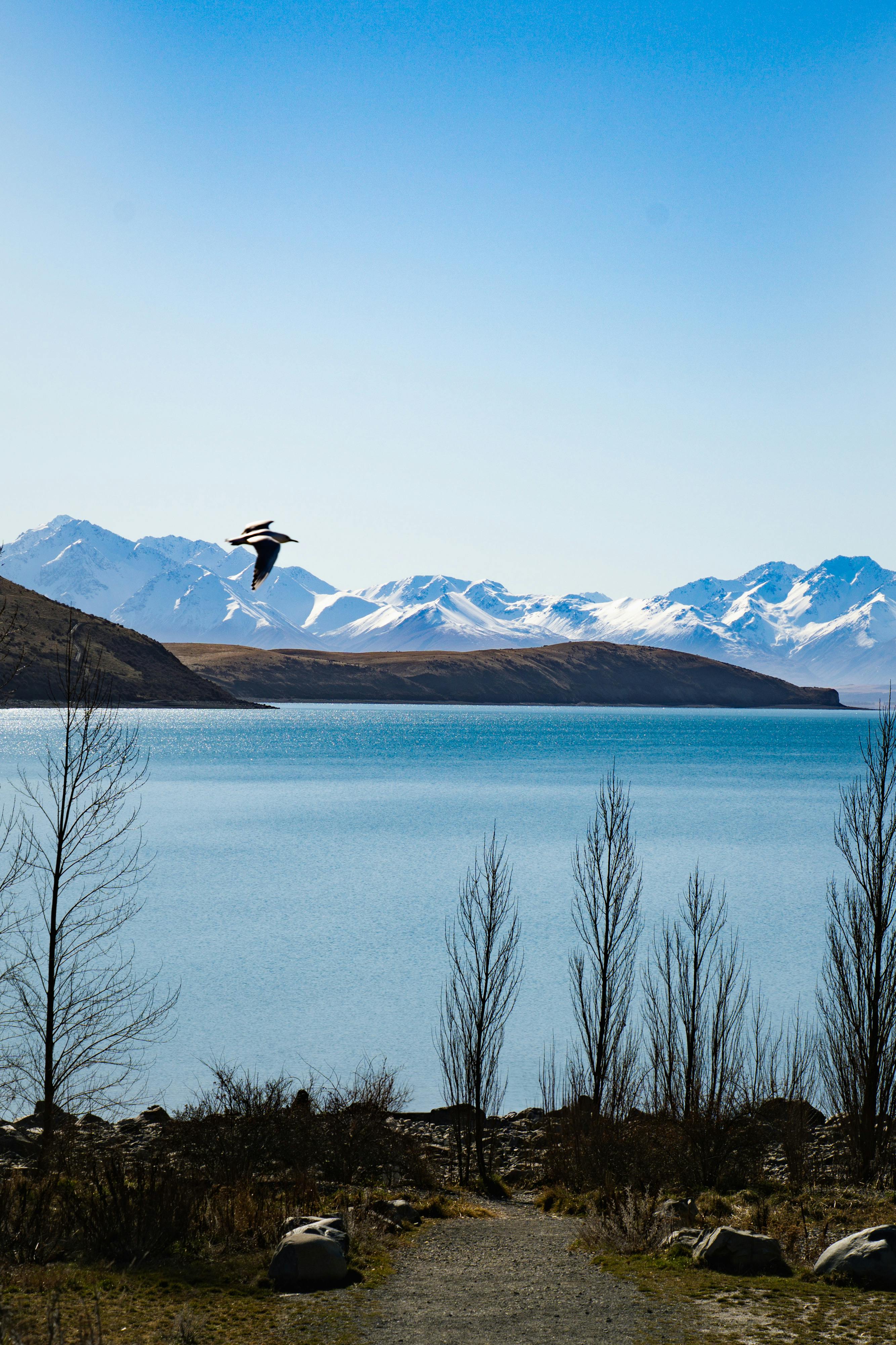 A tranquil lake scene with snowy mountains and a bird in flight, perfect for nature enthusiasts.