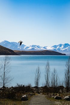 A tranquil lake scene with snowy mountains and a bird in flight, perfect for nature enthusiasts.