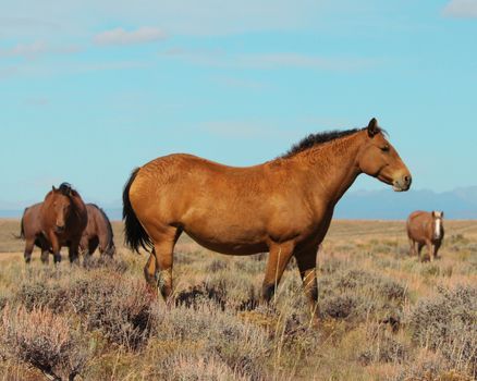 Wild horses roam freely in Wyoming's Red Desert under a clear blue sky.