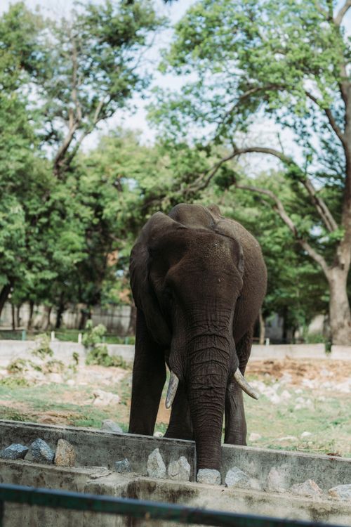 Free African elephant in a natural forest setting, captured outdoors in spring. Stock Photo