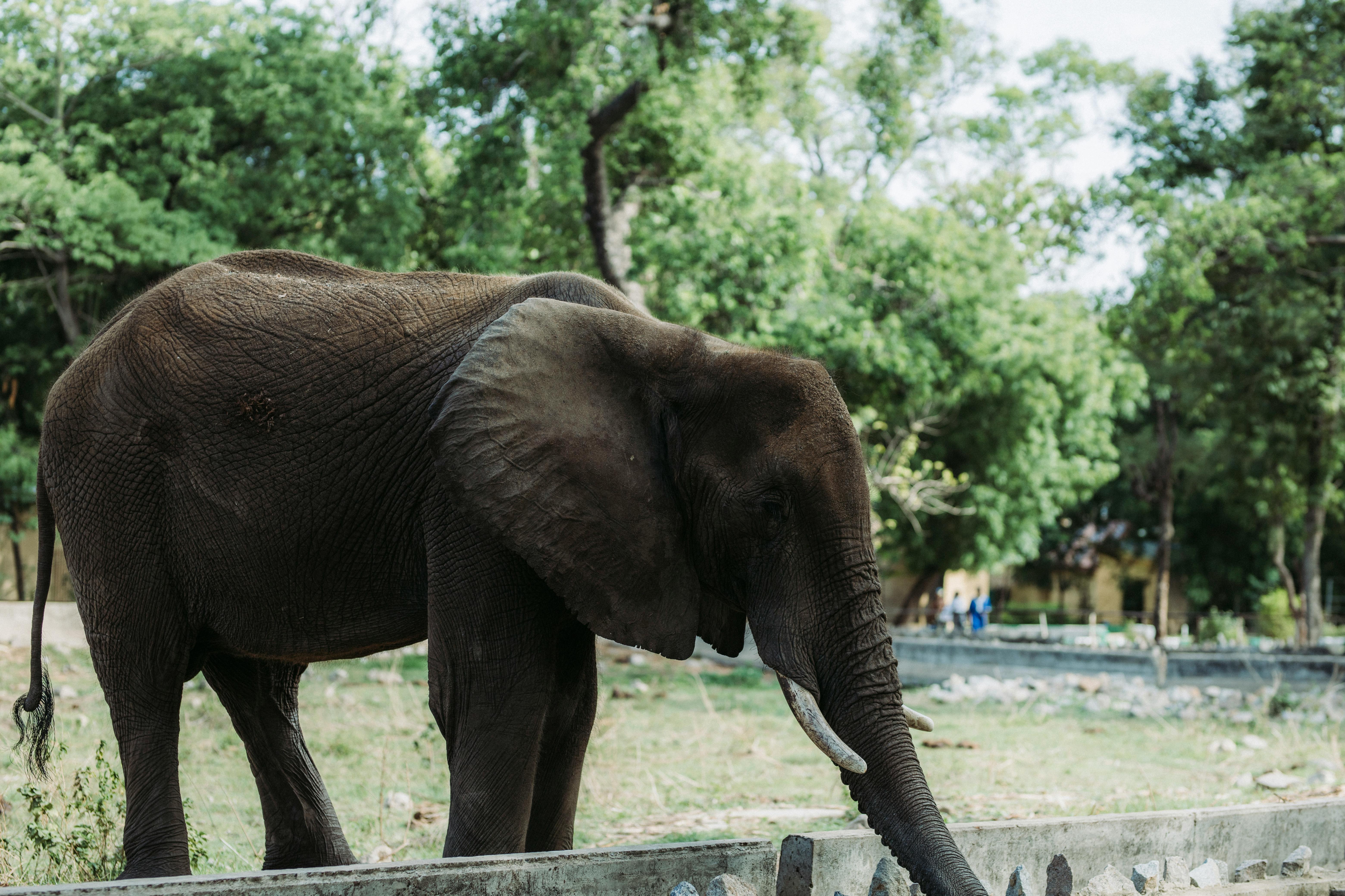 Unlock the Wild: Your 2026 Guide to Regenerative Wildlife Tourism – Impactful Adventures & Exclusive Deals!