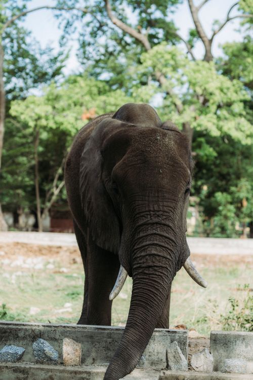 Free Close-up of an African elephant in a lush outdoor setting. Stock Photo