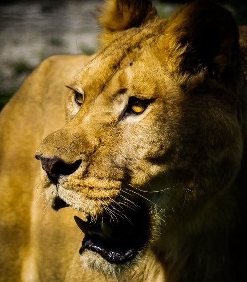 Free Intimate close-up of a lioness basking in the sun, showcasing its natural beauty. Stock Photo