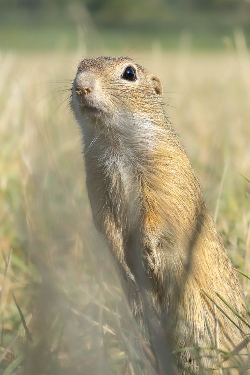 Free A curious European ground squirrel standing alert in a grassy field during the day. Stock Photo