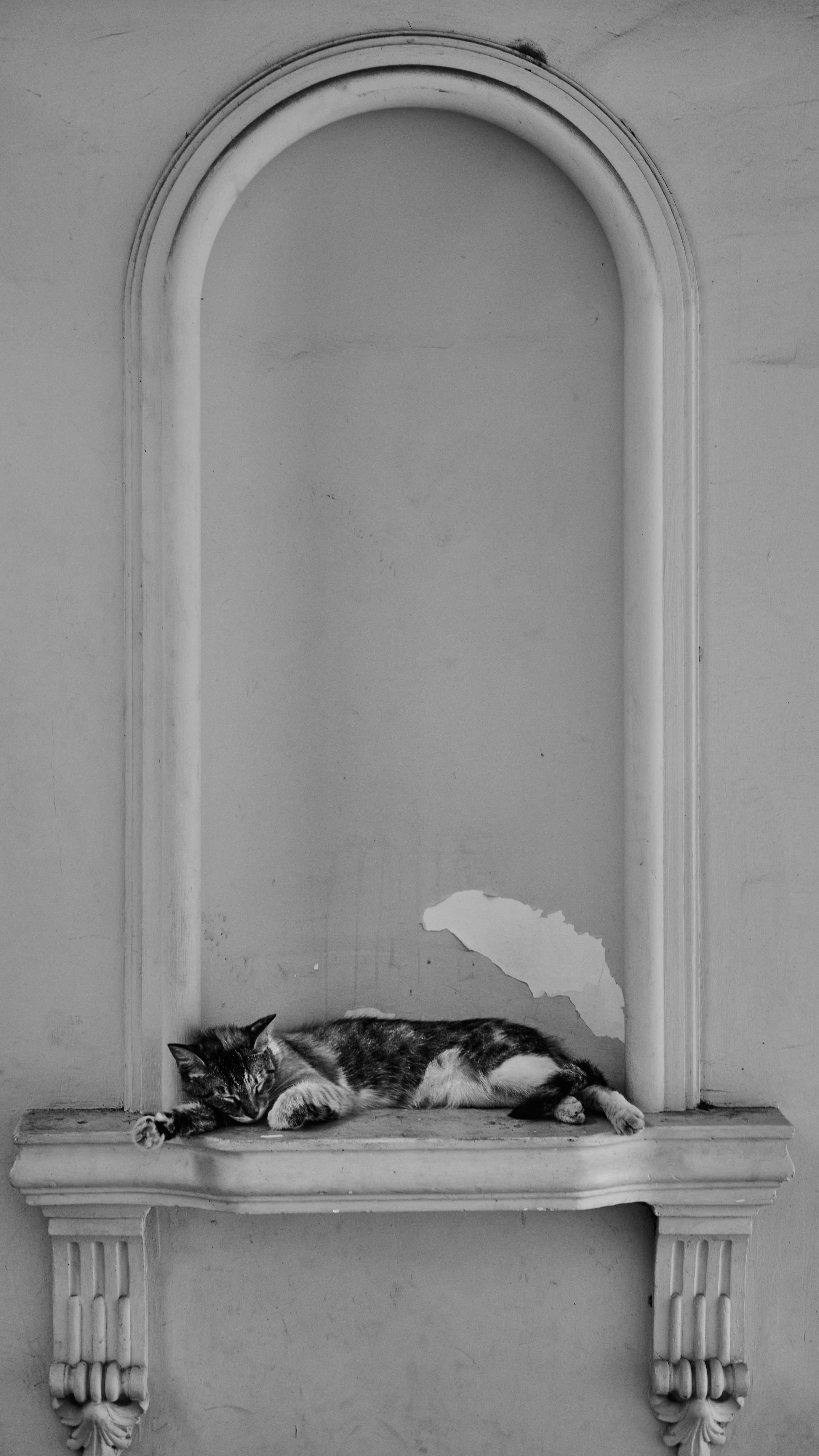 Gratis Un tranquillo gatto randagio che riposa in una nicchia decorativa su un muro di Istanbul. Foto a disposizione