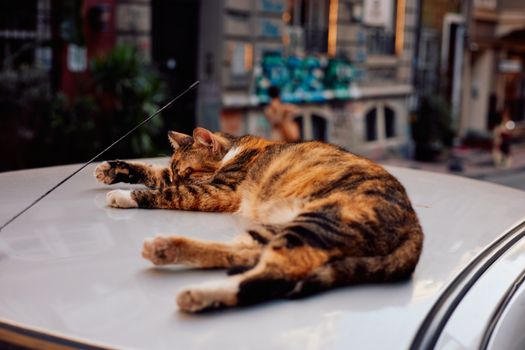 A serene image of a tabby cat sleeping on a car roof in Istanbul's vibrant streets.