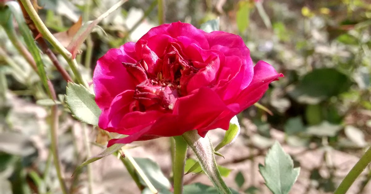 Free stock photo of beautiful flowers, beautiful rose, red roses