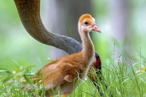 Free Adorable sandhill crane chick exploring its natural habitat in Milford, Michigan. Stock Photo