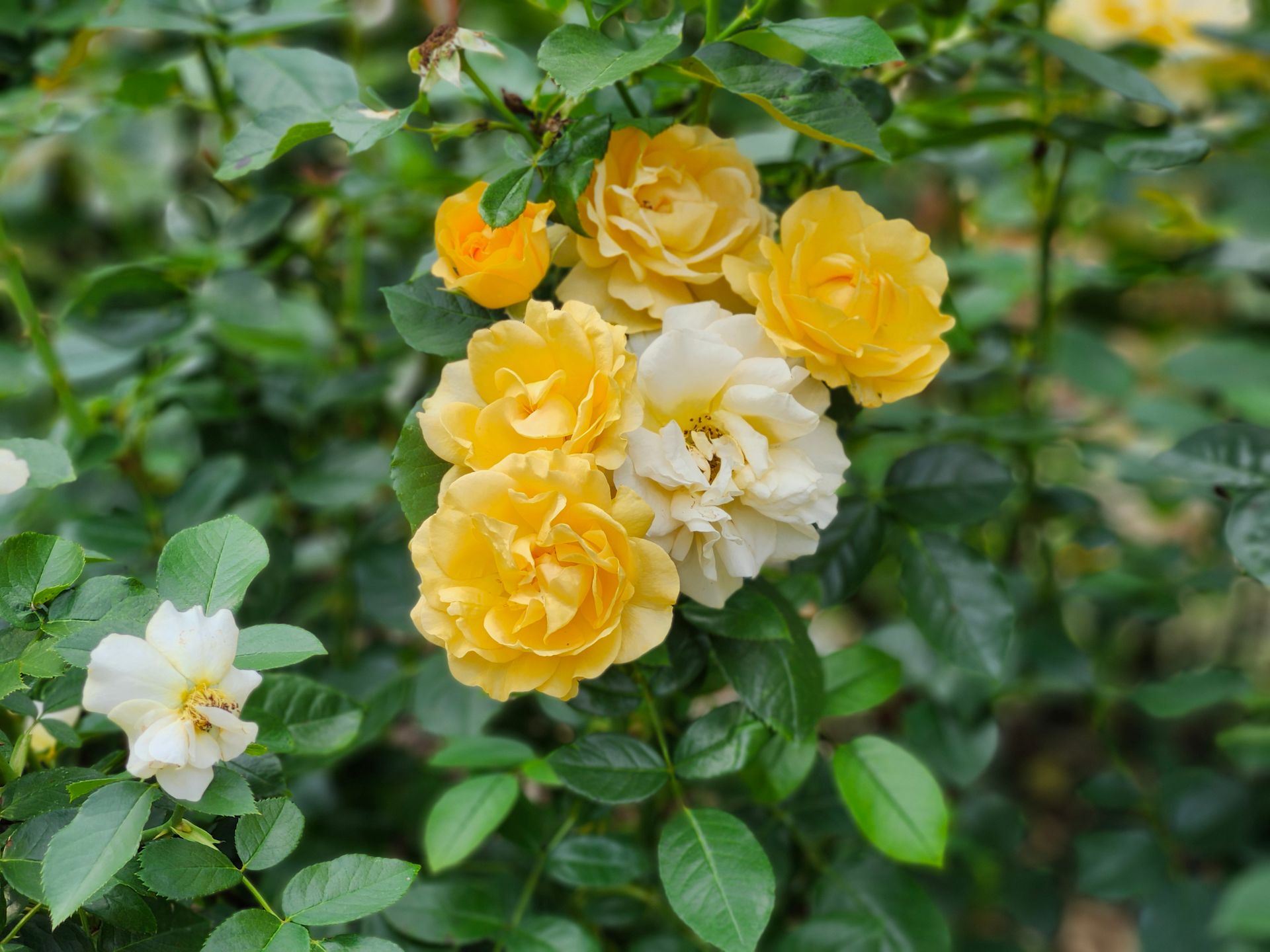 Blooming yellow and white roses in a Toronto garden during summer.