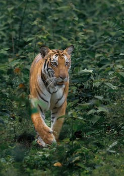 一只凶猛的孟加拉虎穿过郁郁葱葱的丛林，展现了它强大的存在感