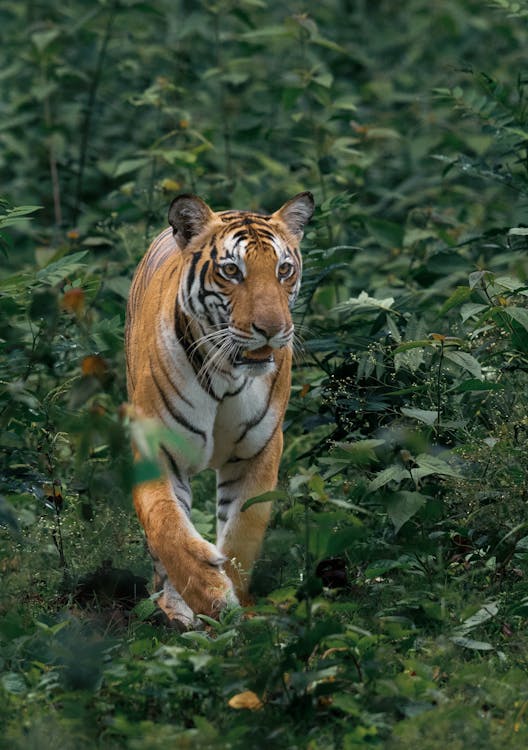 Foto De Tiger Andando Perto De Plantas