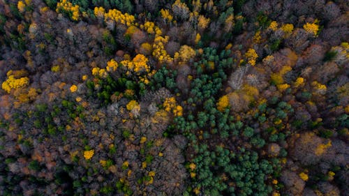 Aerial Photo of Forest