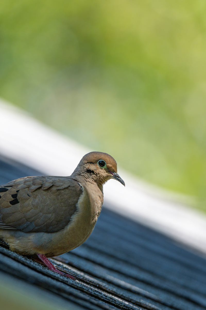 Bird Watching