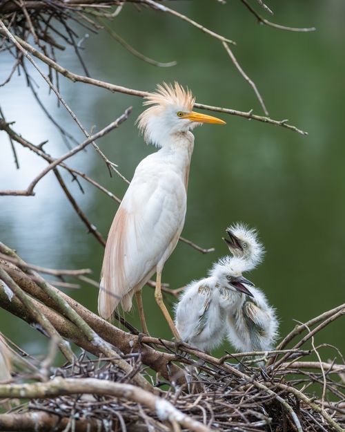 Free A cattle egret with chicks in a nest in Costa Rica, showcasing wildlife family life. Stock Photo