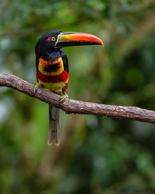 Free Vibrant toucan perched in Costa Rica's lush rainforest environment. Stock Photo