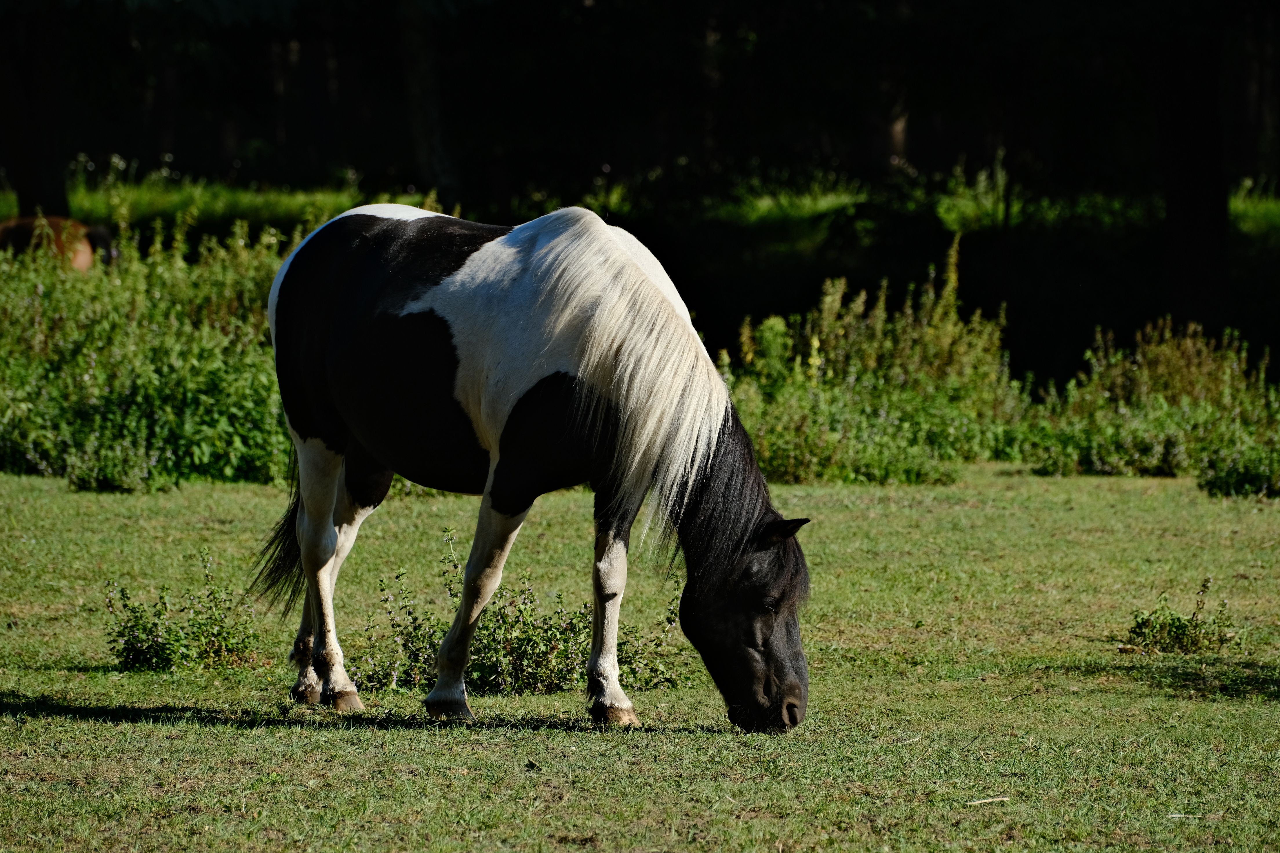 Beautiful Black and White Horse Grazing Outdoors · Free Stock Photo