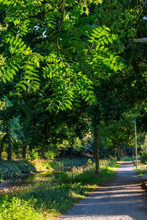 Free Peaceful forest path with vibrant green leaves and sunlight filtering through the trees. Stock Photo