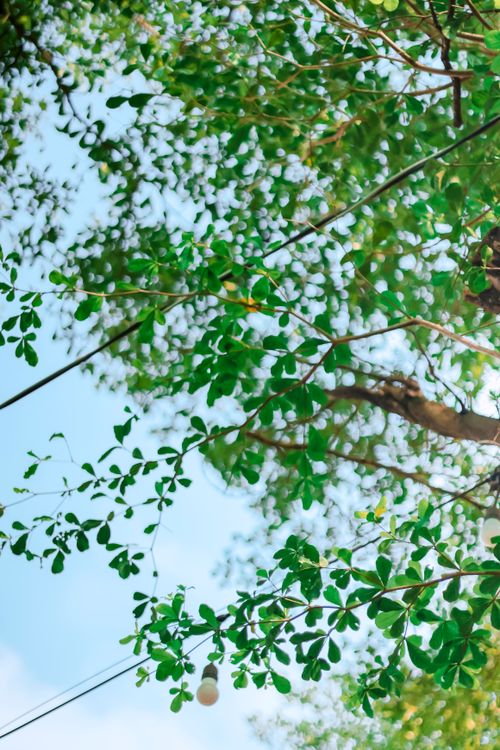 Free Vibrant green leaves with blue sky backdrop on a sunny day, creating a refreshing nature scene. Stock Photo