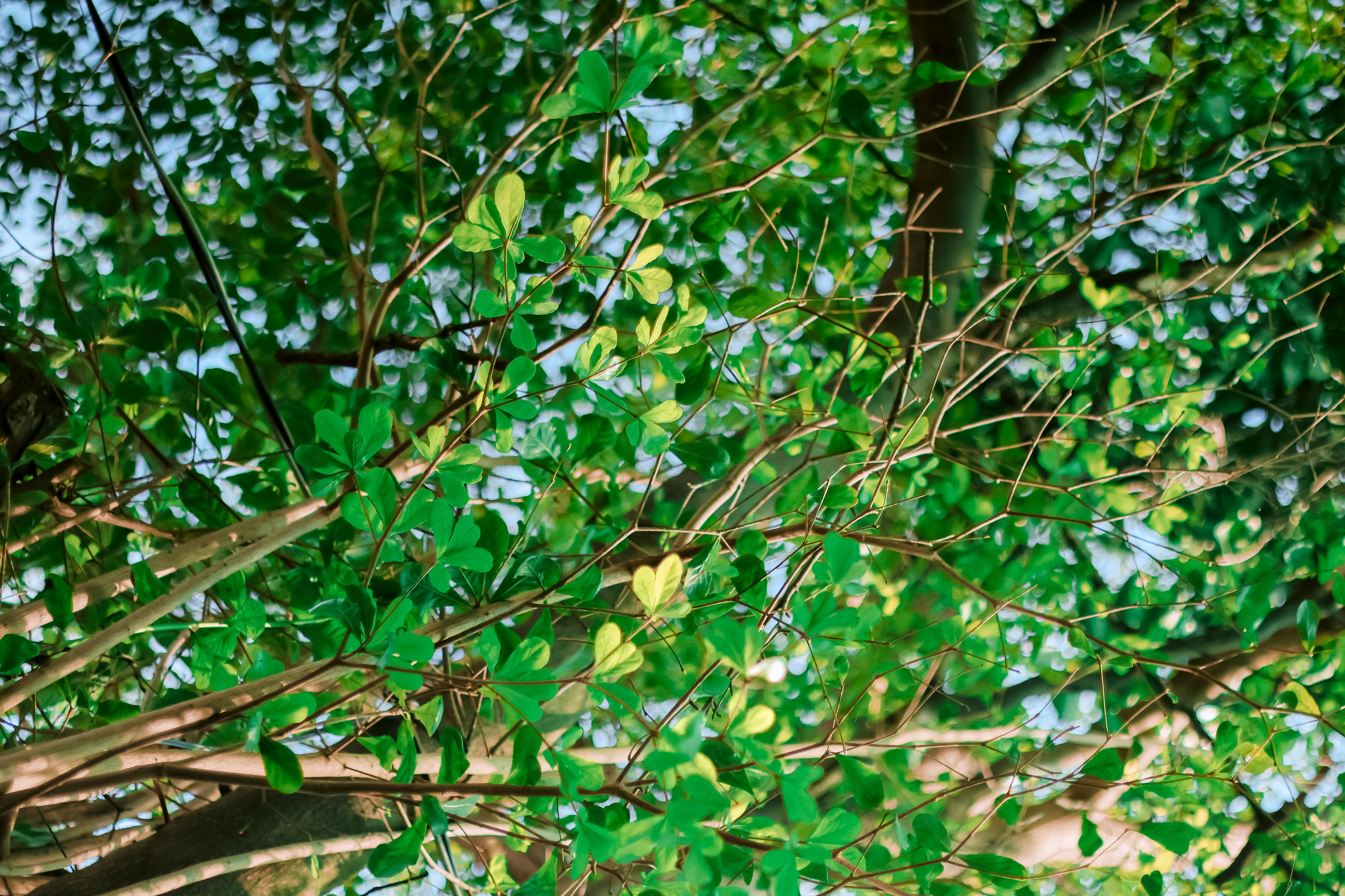 The Secret to Finding Peace: Why You Should 'Adopt' a Tree Today
