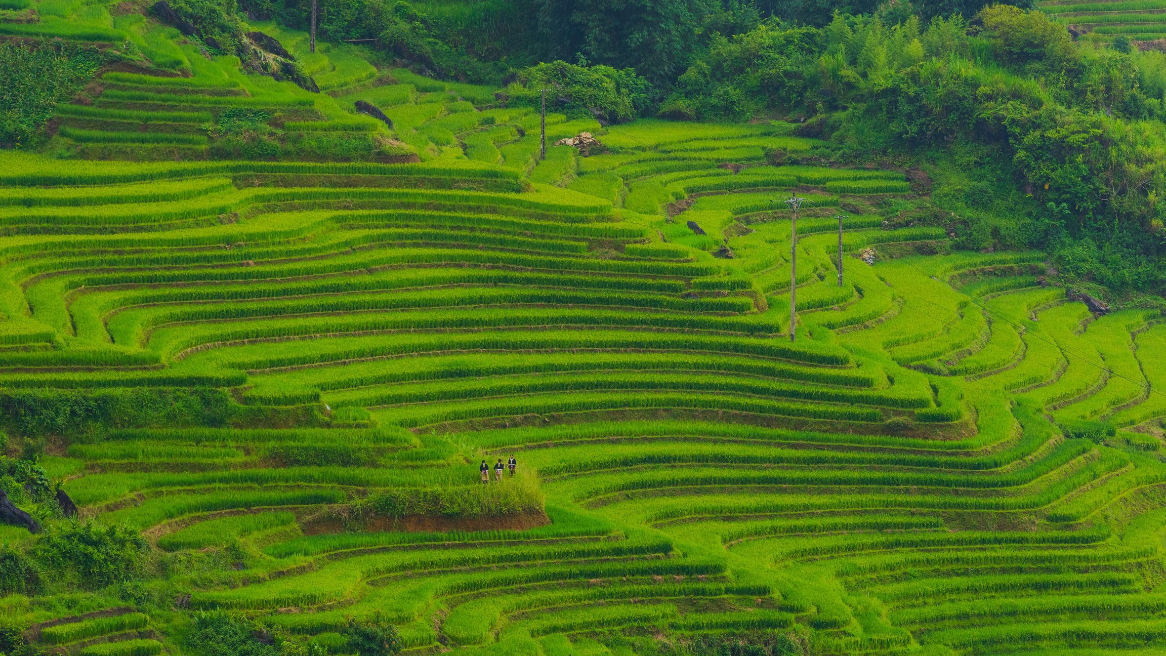 Lush green terraced rice fields stretch across a hillside, highlighting natural beauty and agricultural artistry.