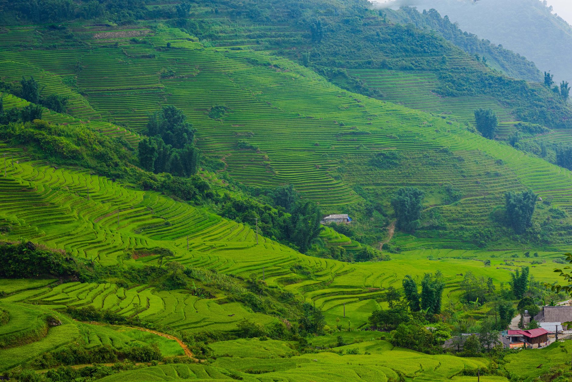 Lush green terraced rice fields in a hilly landscape, capturing the essence of rural agriculture.