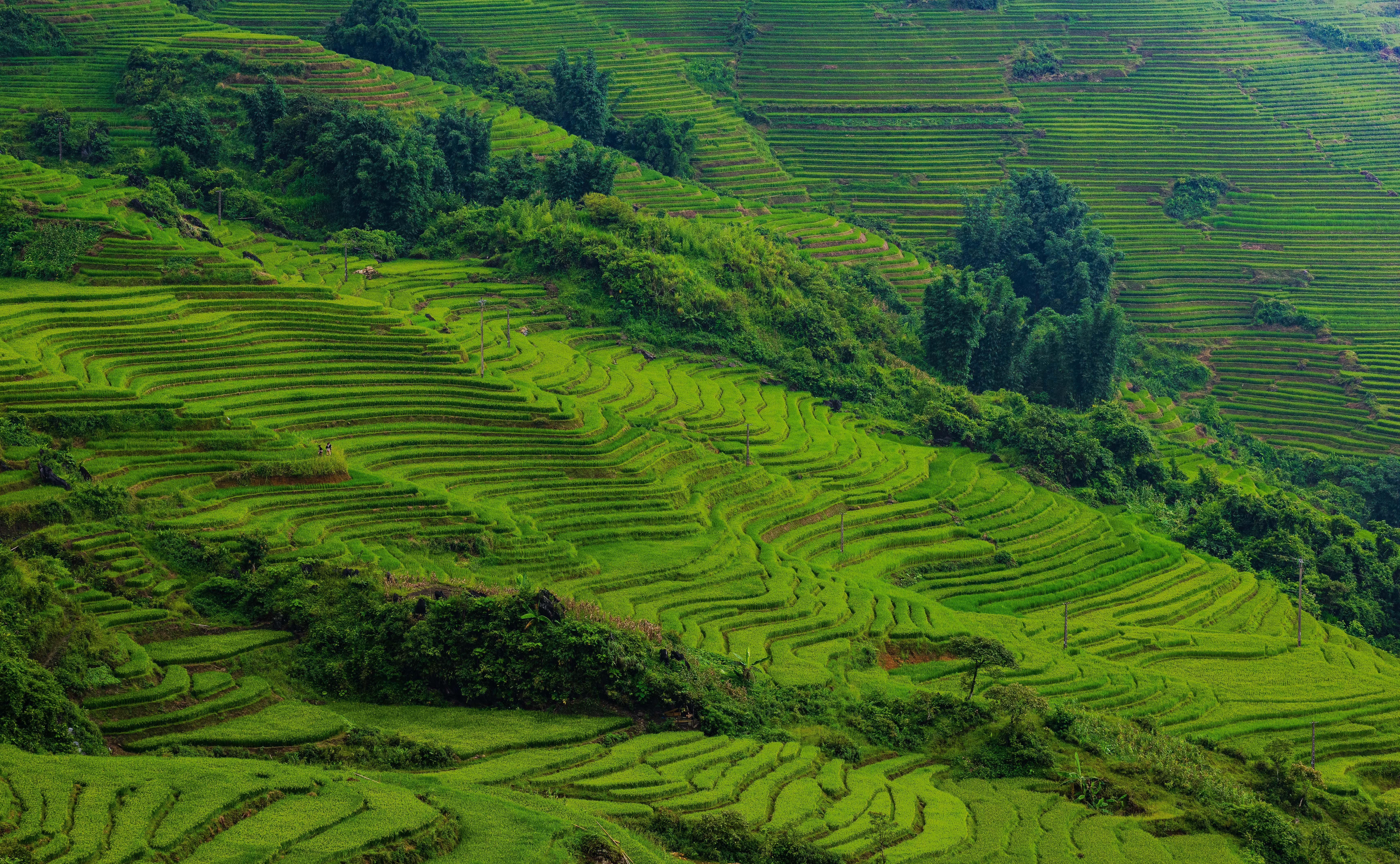 Lush Green Terraced Rice Fields Landscape · Free Stock Photo
