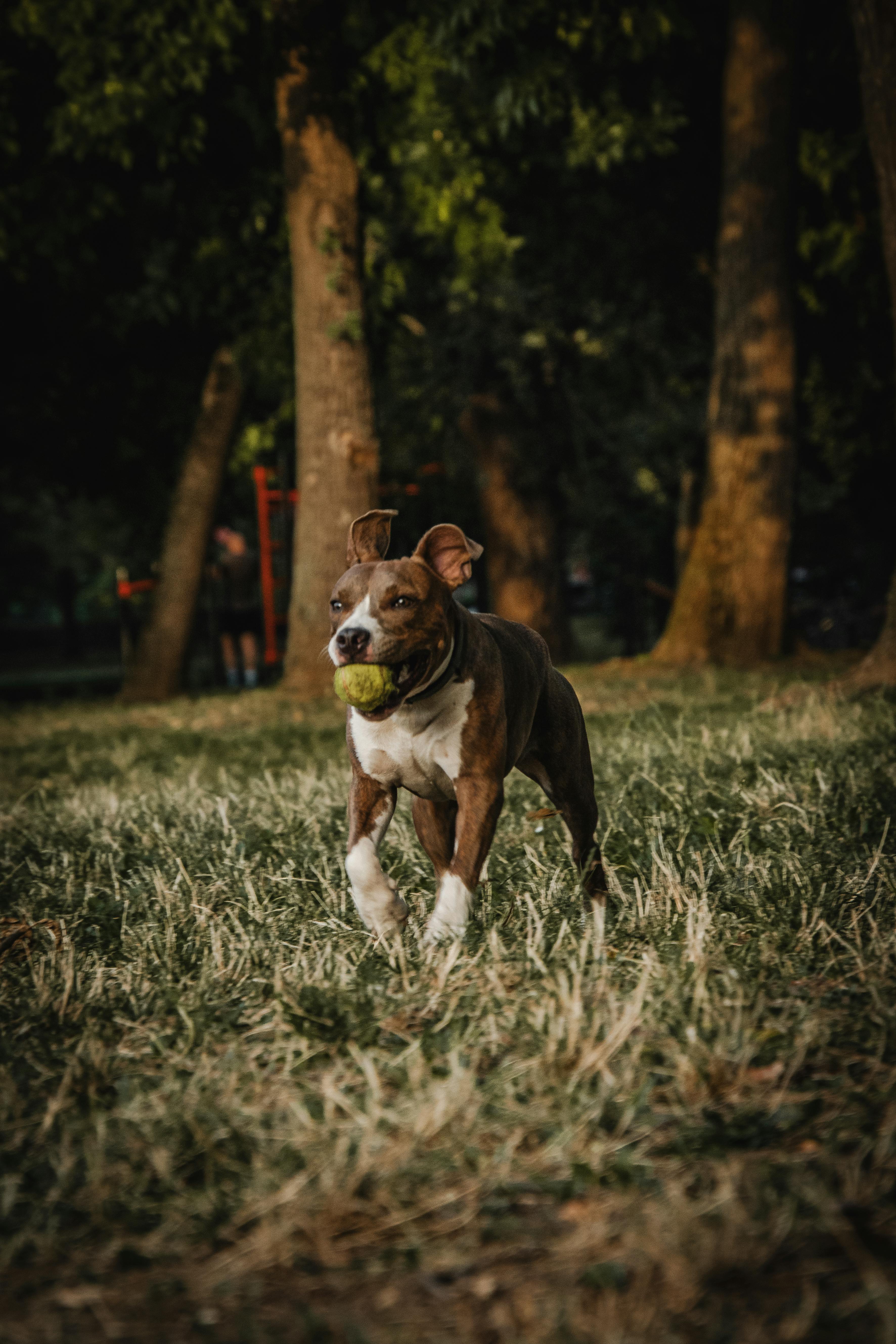 Dog running with ball