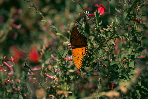 Free A stunning orange butterfly perched on colorful flowers amidst lush greenery, capturing nature's beauty. Stock Photo