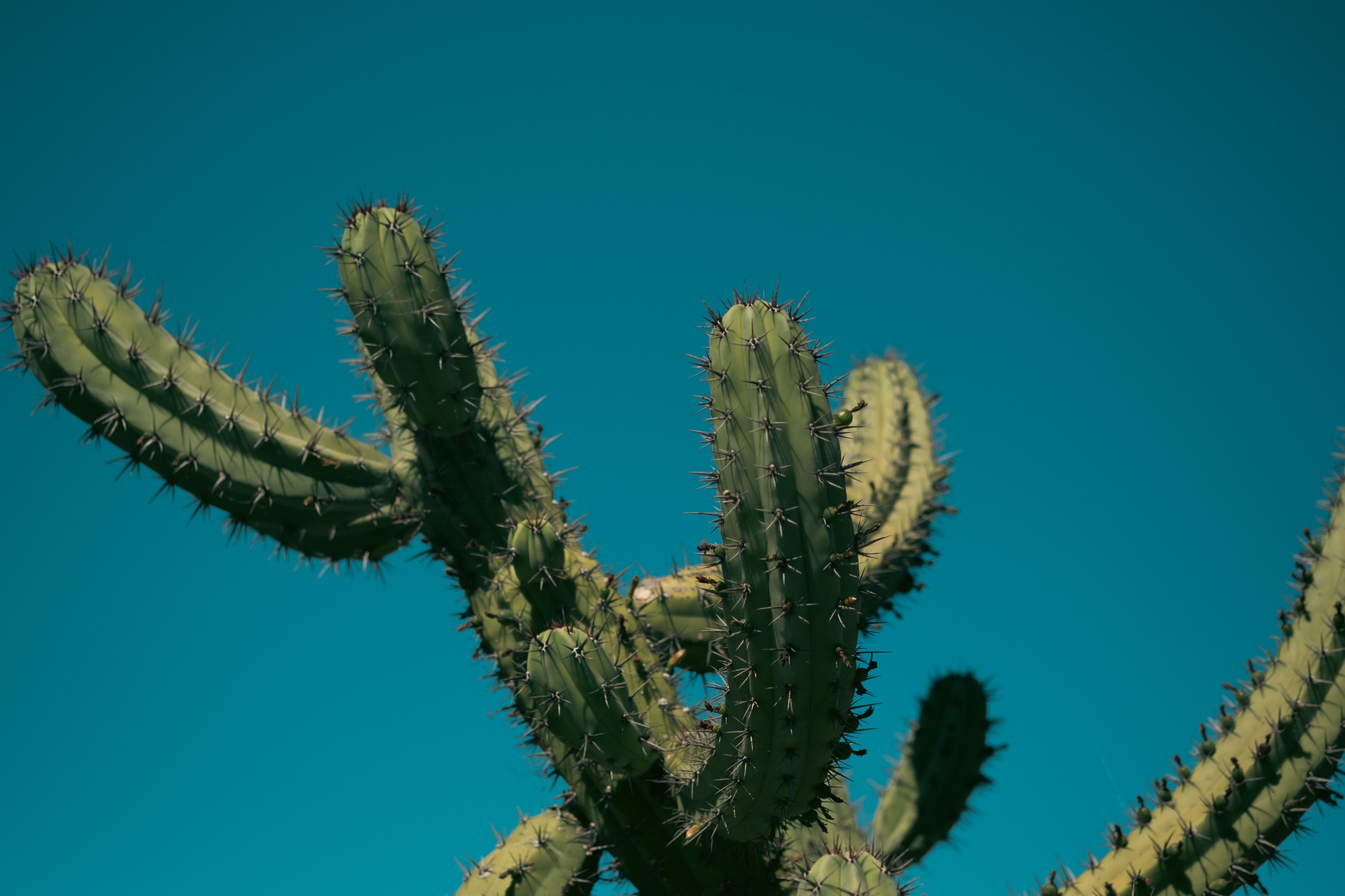 Cactus Sports, an independent ASU merchandise store, is thriving in Tempe — Photo by Kaiya Inouye on Pexels