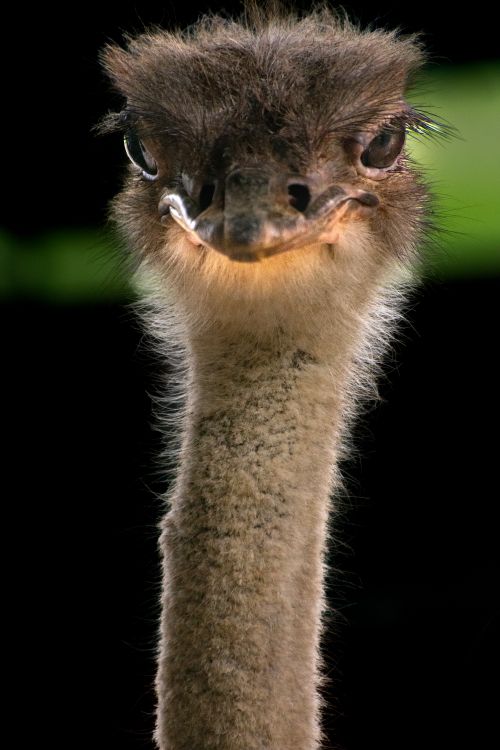 Free Detailed headshot of an ostrich with a dark background, focusing on its unique features. Stock Photo