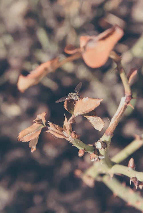 Imagine de stoc gratuită din frunză uscată, natură, țepi