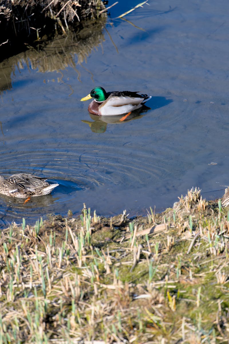 Keeping Ducks