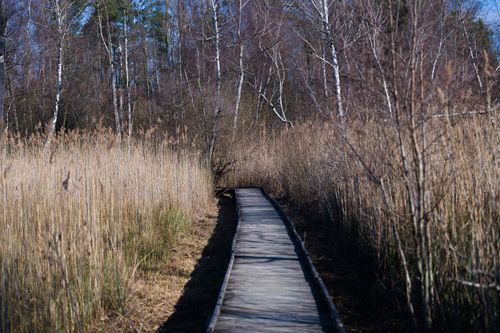Free A serene wooden pathway meanders through a winter forest with bare trees under a clear blue sky. Stock Photo