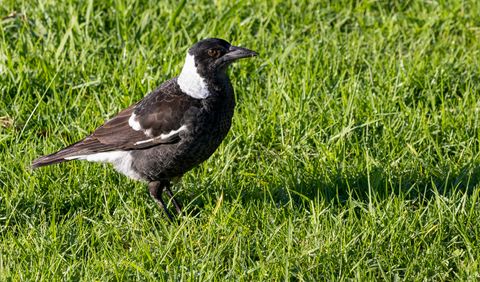 Baby Magpie Sitting on the Ground? 3 Checks and Who to Call