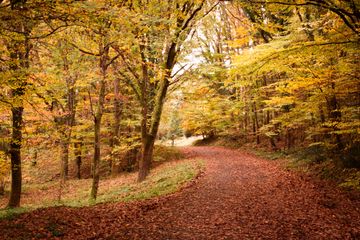 Autumn forest path, photo by Elif Sevim on Pexels