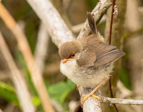 Free Close-up of a splendid fairywren perched on a branch at Culburra Beach, Australia. Stock Photo
