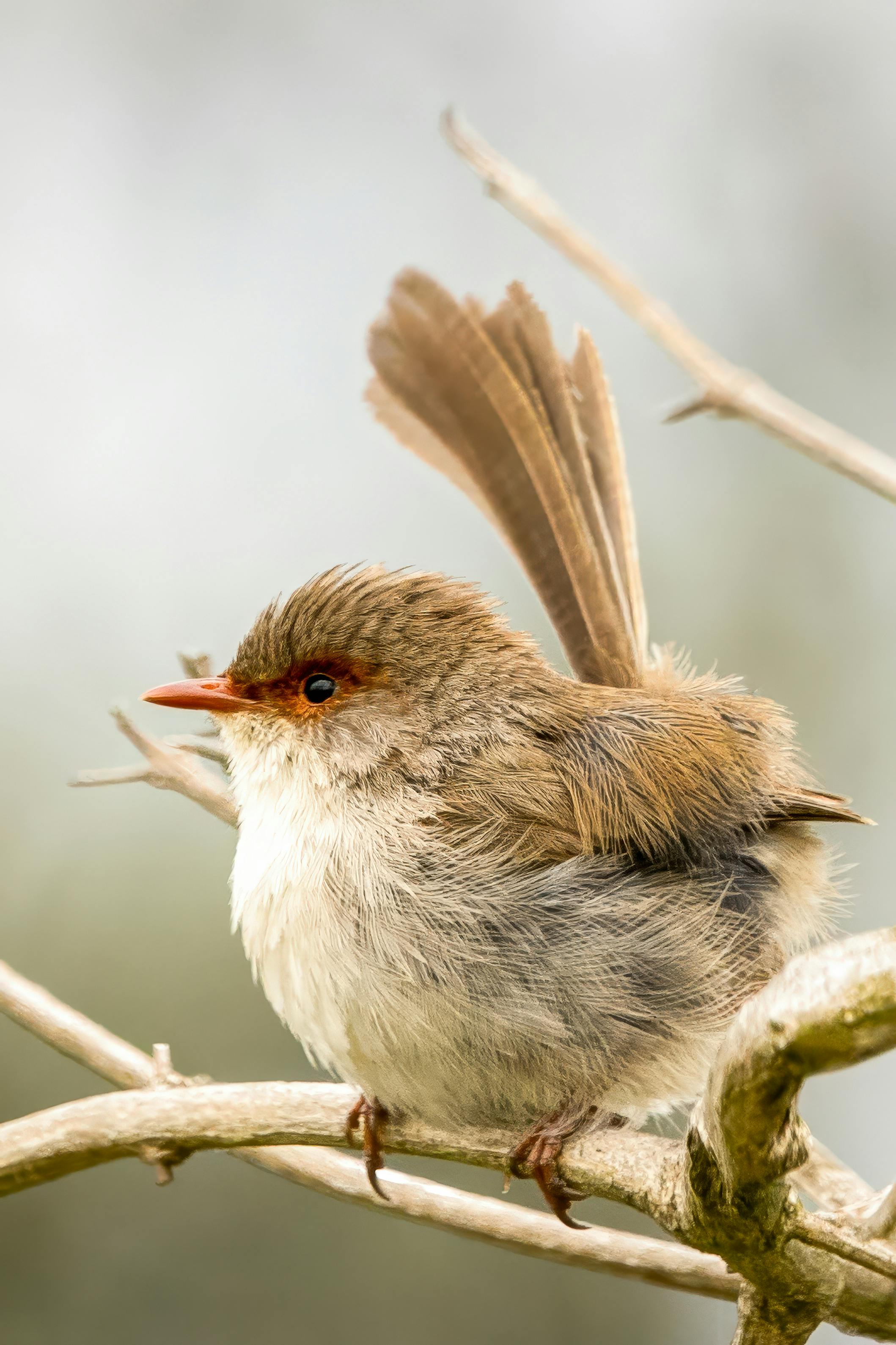 Superb Fairywren on a branch at Culburra Beach, showcasing its delicate plumage.